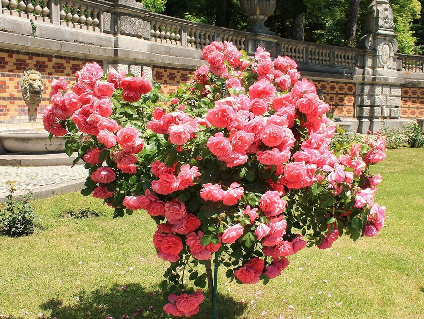 Розы на штамбе