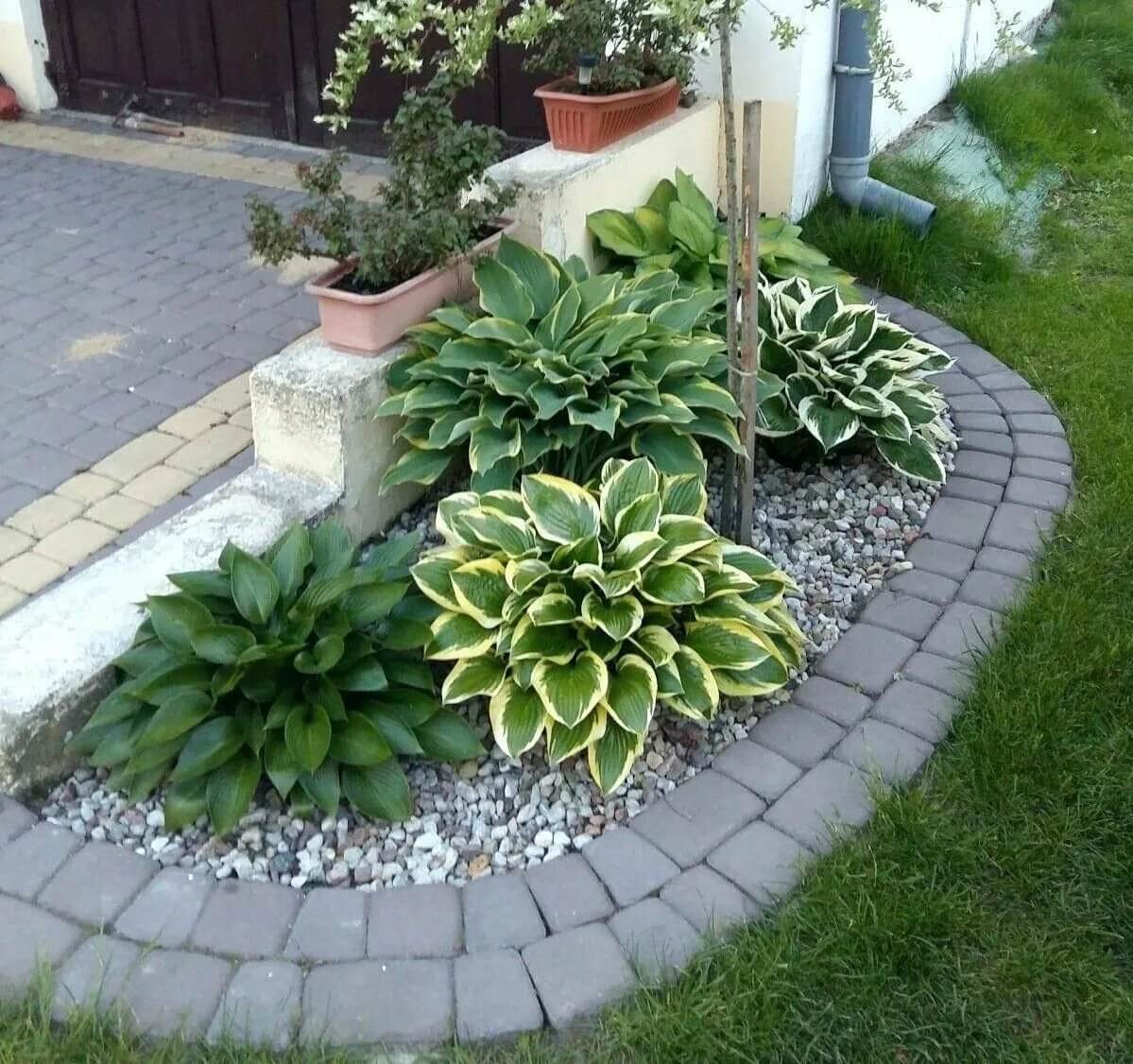 Розы на штамбе