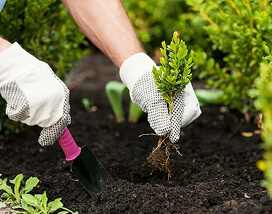 Посадка растений