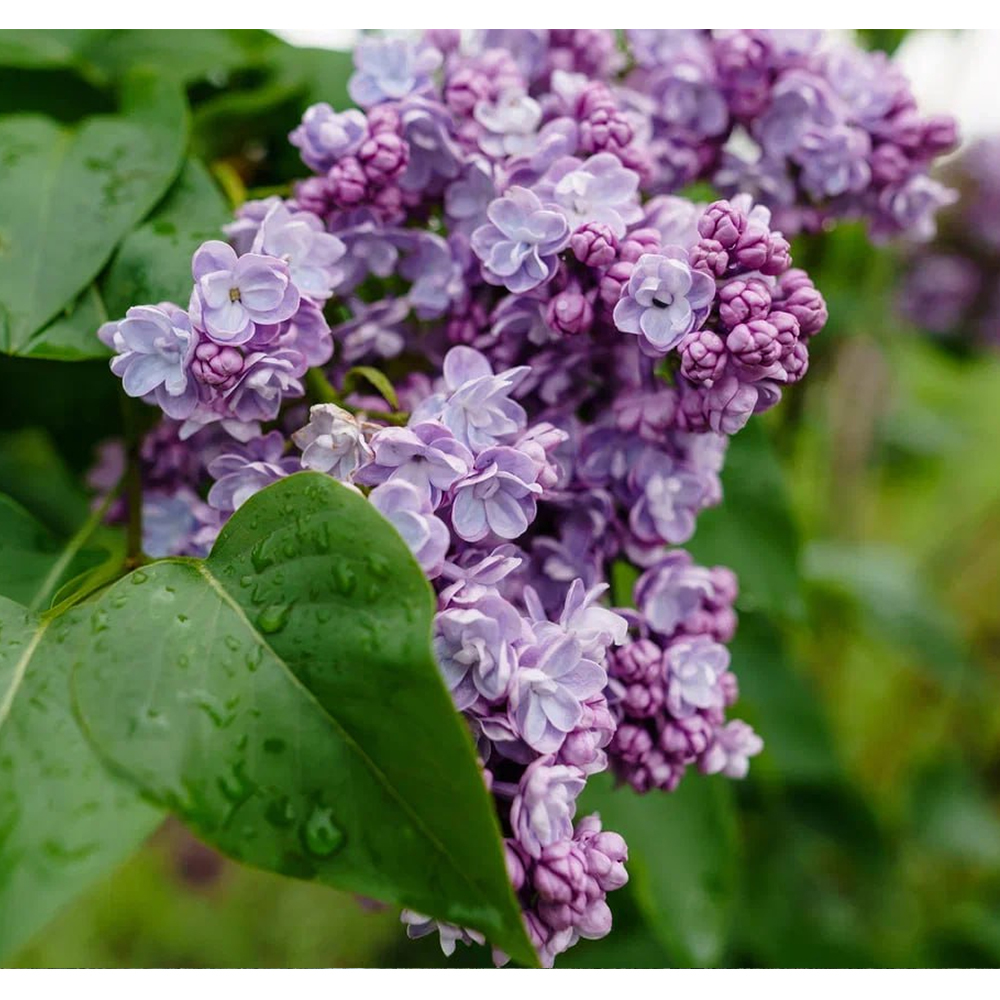 Сирень -  весеннее настроение{Роскошь оттенков, пьянящий аромат}