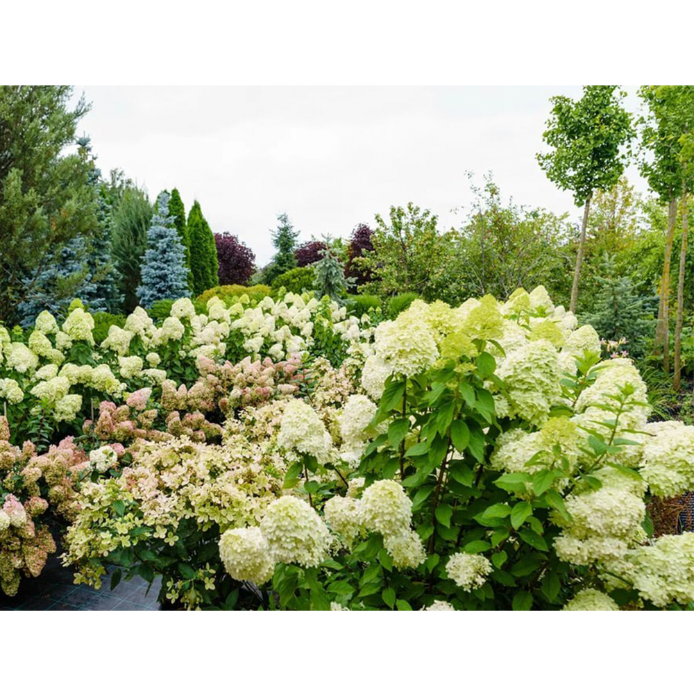 Гортензии — акцент сада{Пышное цветение и выразительная форма}