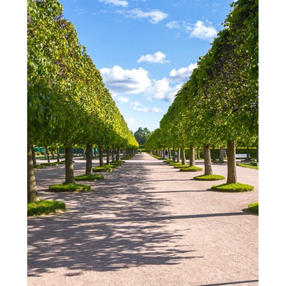 Сад пряных трав