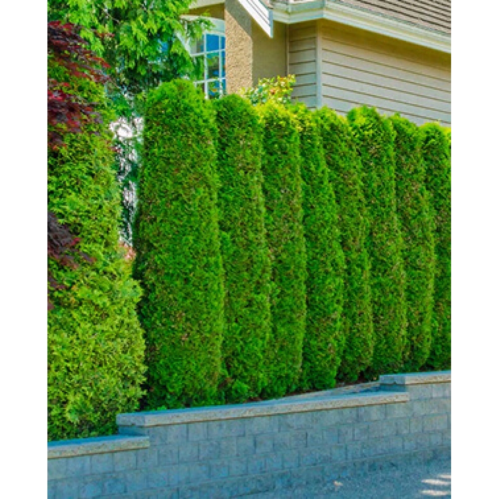 Теневой сад