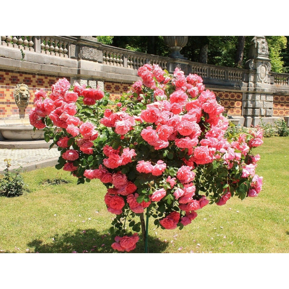 Гортензии — акцент сада{Пышное цветение и выразительная форма}