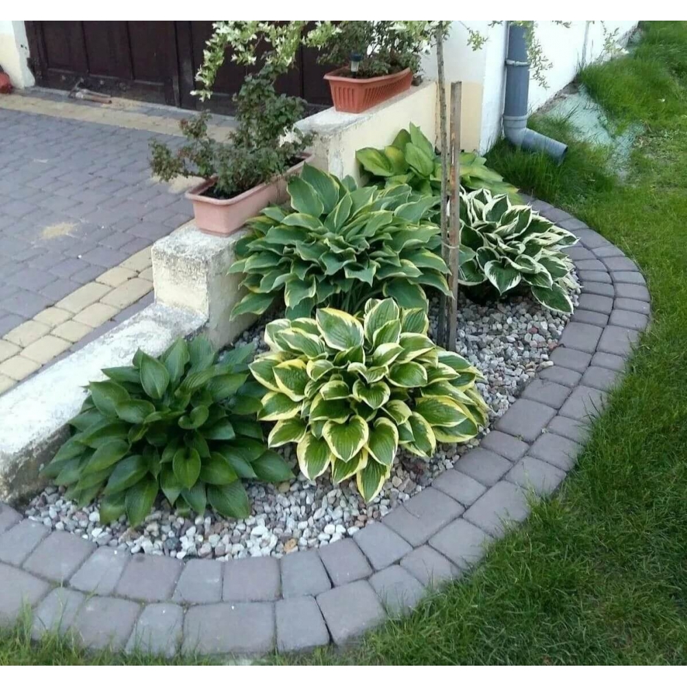 Сирень -  весеннее настроение{Роскошь оттенков, пьянящий аромат}