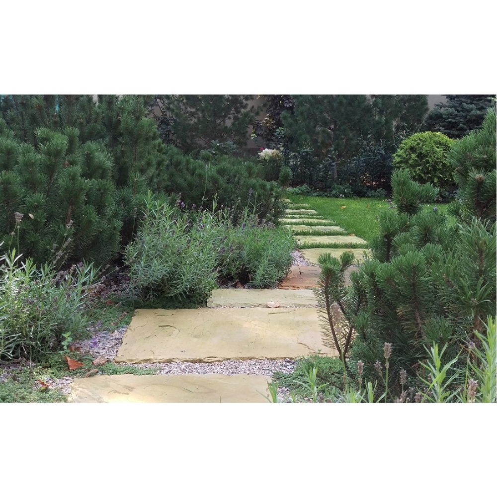 Хвойные — основа структуры сада { Декоративность круглый год }