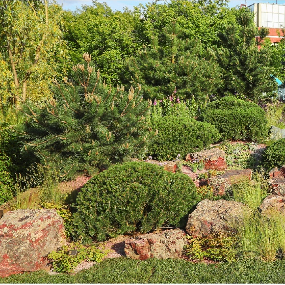 Альпинарии