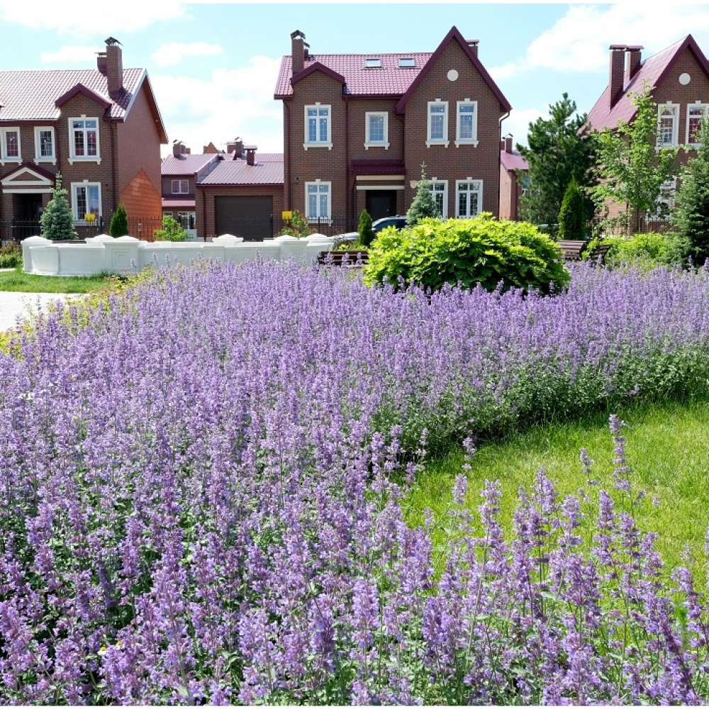 Сад пряных трав