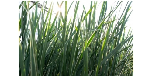 Вебинар  на тему  "Водные и околоводные растения"  .