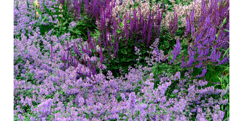 Вебинар на тему " Декоративные травы ".