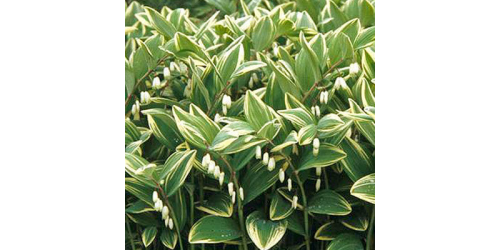 Вебинар на тему " Растения  для тенистого сада ".