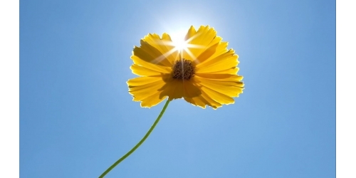   Вебинар на тему   "Растения для яркого солнца"