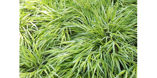 Вебинар на тему " Декоративные травы  для современного сада ".