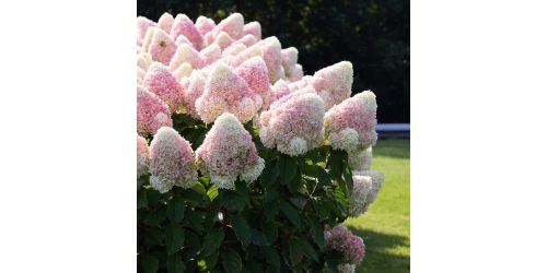  Вебинар "Гортензии. Устойчивые и красивые сорта. Новинки и классика."