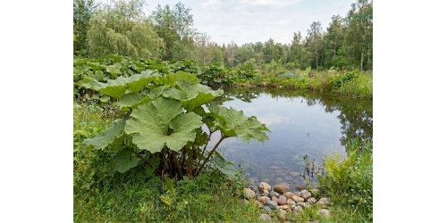 Это не борщевик!