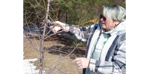 Сроки обрезки деревьев