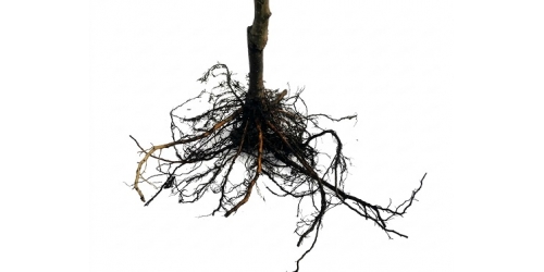 Почему плодовые деревья прививают?