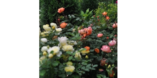 Беседы с дендроголом. Ароматные розы