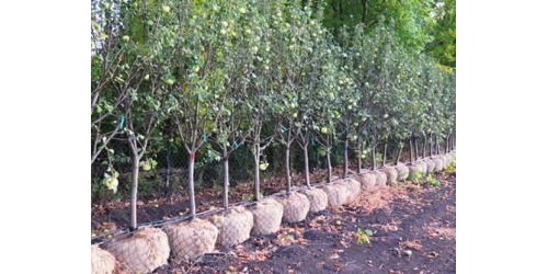 Продолжаем выбирать свой идеальный саженец. Размер имеет значение. 