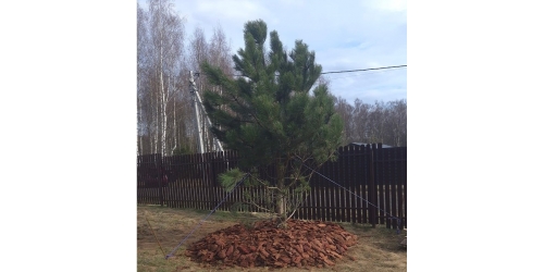 Мульчирование