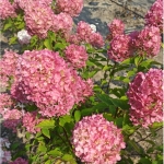 Гортензия метельчатая Pink and Rose