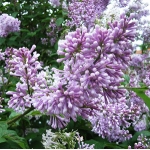 Сирень венгерская