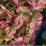 Гортензия метельчатая Metallica