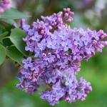 Сирень обыкновенная