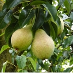 Груша Забава (осень)