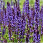 Шалфей дубравный Violet Queen