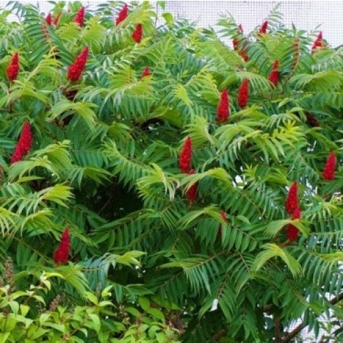 Сумах оленерогий