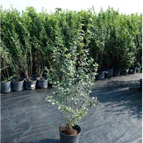 Кизильник блестящий