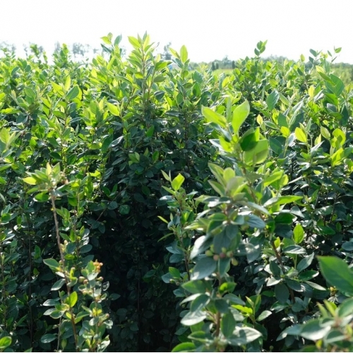 Кизильник блестящий