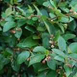 Кизильник блестящий