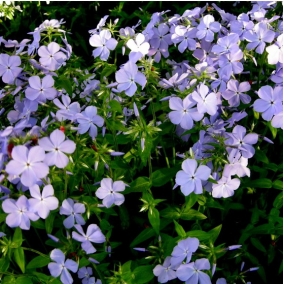 Флокс растопыренный Blue Moon