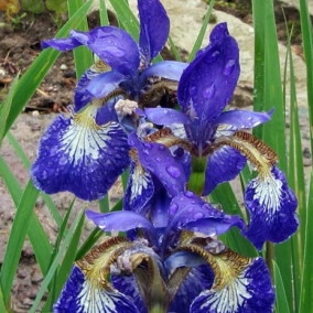 Ирис сибирский Flight of Butterflies