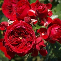 Роза флорибунда Maranello