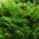 Можжевельник казацкий