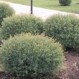 Ива пурпурная Nana