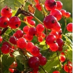 Смородина красная Ася