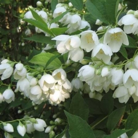 Чубушник венечный Воздушный десант