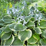 Хоста Christmas Tree