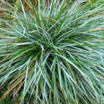 Сеслерия голубая