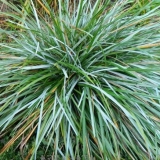 Сеслерия голубая