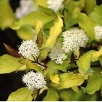 Дерен белый Aurea