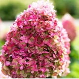Гортензия метельчатая Pinky Promise