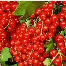 Смородина красная Асора