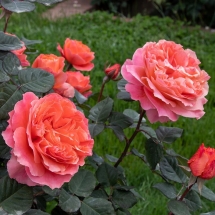 Роза чайно-гибридная Etrusca