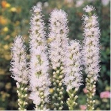 Лиатрис колосковая Alba