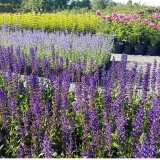 Шалфей дубравный West-Friesland